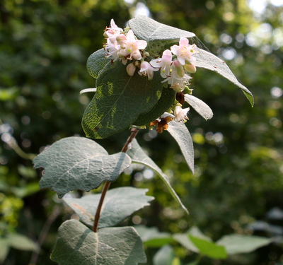 Symphoricarpos occidentalis