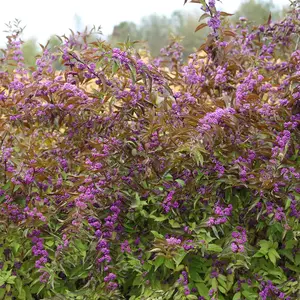 Callicarpa dichotoma  'Early Amethyst'