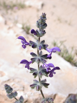 Salvia lanigera