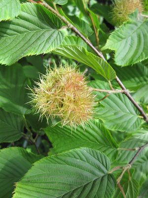 Corylus ferox