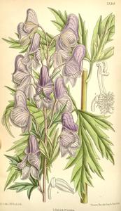 Fischer monkshood