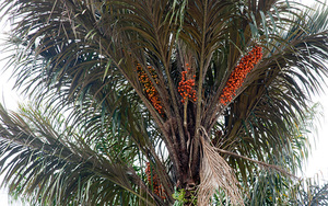 Tucuma Awarra palm