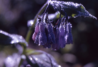 Mertensia ciliata