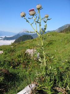 Wooly Thistle