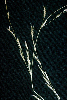 Glyceria borealis