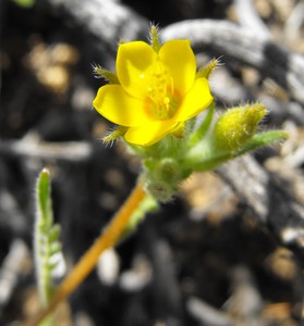 Whitestem Blazing Star