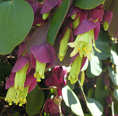 Passiflora membranacea