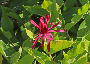 Californian Allspice