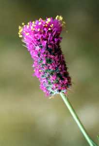 Purple Prairie Clover