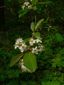 Bitter Cherry