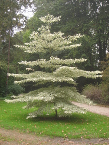 Giant Dogwood