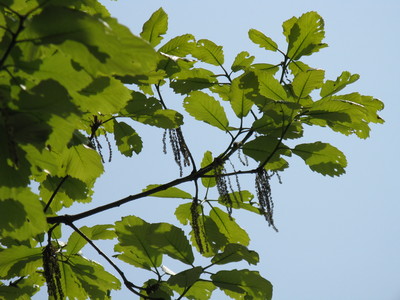 Quercus aliena