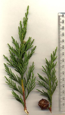 Cupressocyparis leylandii