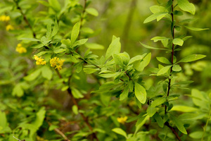 Colorado Barberry