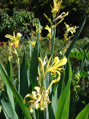 Canna glauca