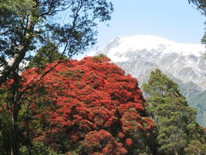 Southern Rata