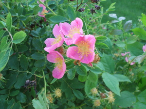 Low Prairie Rose