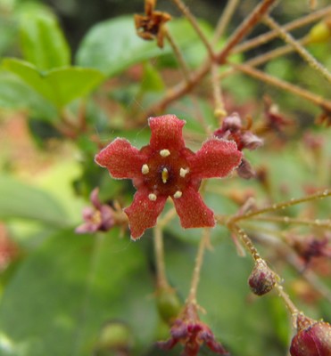 Ribes viburnifolium