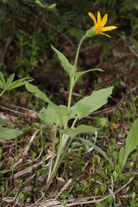 Heartleaf Arnica