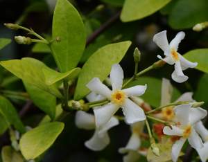 Japanese Star Jasmine