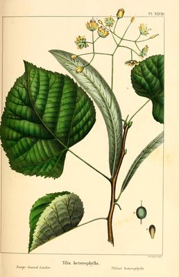 Tilia caroliniana