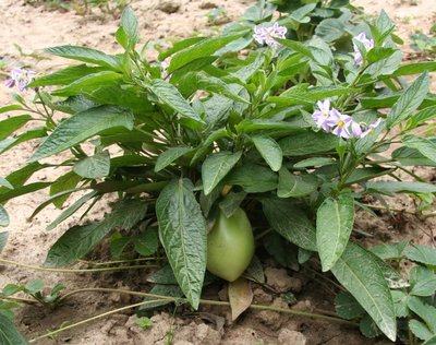 Solanum muricatum