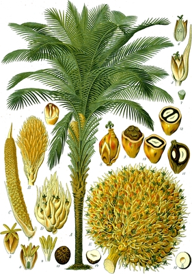 Elaeis guineensis