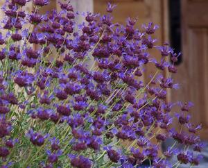 Purple Sage