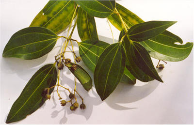 Cinnamomum verum