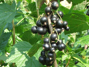 Black currant