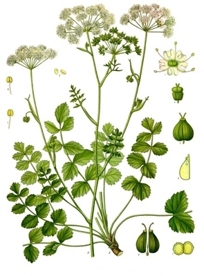 Pimpinella saxifraga