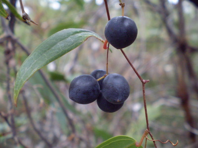 Smilax glyciphylla