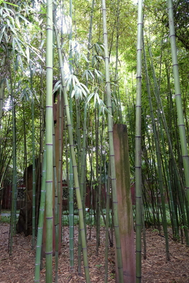 Phyllostachys angusta