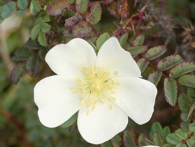 Rosa pimpinellifolia