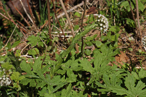 Sweet Coltsfoot