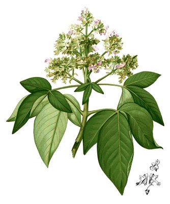 Vitex pinnata