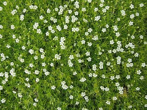 Irish Moss