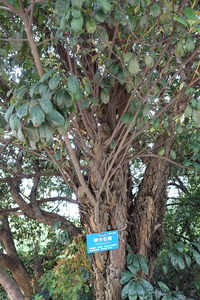 Photinia bodinieri