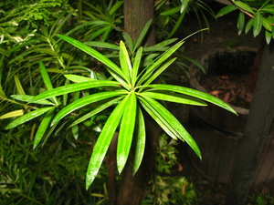 Oleander Podocarp