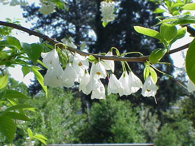 Halesia carolina