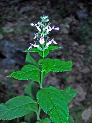 Teucrium canadense