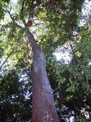 Syzygium paniculatum