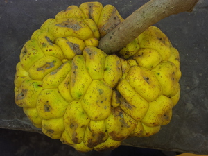 Giant yellow mulberry