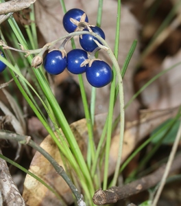 Snake's Beard