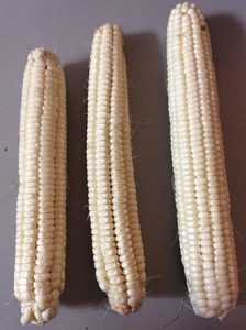 Hickory Cane Corn Seed