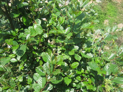 Alnus nepalensis