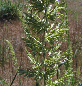 Giant Wild Rye