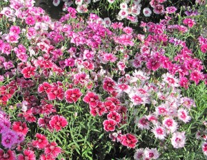 Carnation
