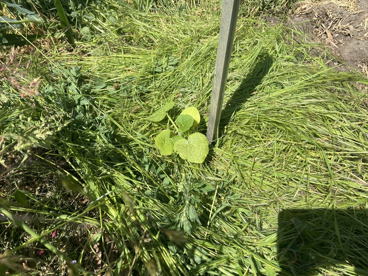 Hubbard Squash transplanted. A bit late since the plants lost already a bit color but hope it will be ok. No rain here though. Let’s hope they can manage a week without.