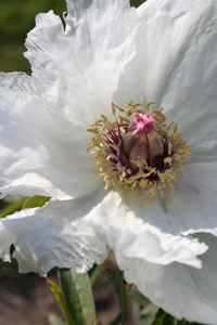 Tree Peony